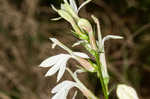 Cardinal flower